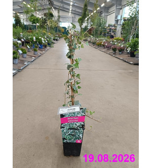 Hedera helix 'Glacier' RP 1,6 L